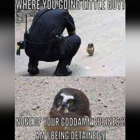 MEMEMMEMEEEEEEEEEEEEEMES!!!! Pt. 1 - Picture 10 of 16